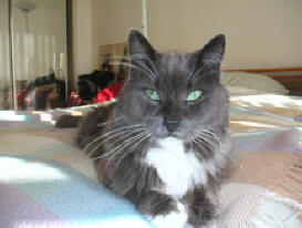 Lovely Persian mix cat Earl Grey, eulogy photo