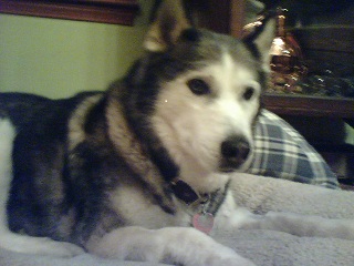 Eulogy for Natalya, Siberian Huskey dog, on InasPawprints.com
